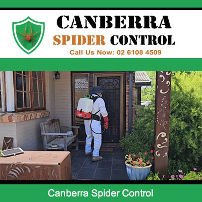 Professional spider control technician treating residential home in Canberra ACT